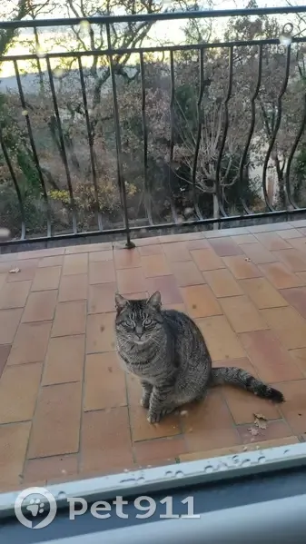 Chat tigré perdu retrouvé Mondragon - photo