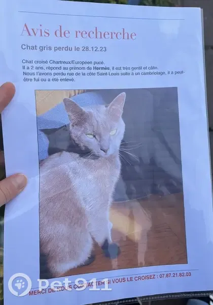 Avis de recherche: Chat Hermès - photo
