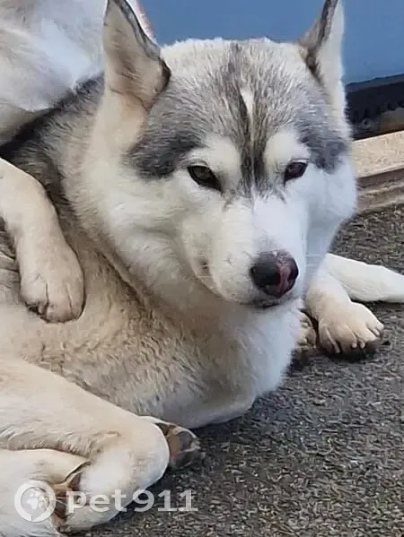 Chien Perdu: Husky Shenron - photo