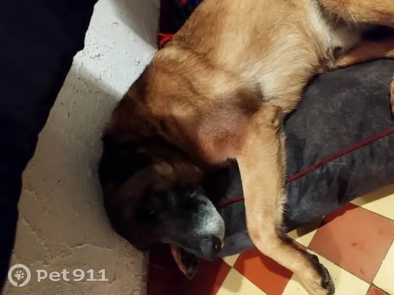 Malinois mâle trouvé, La Chapelle - photo