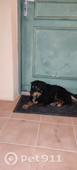 Chien perdu à Trets retrouvé - photo