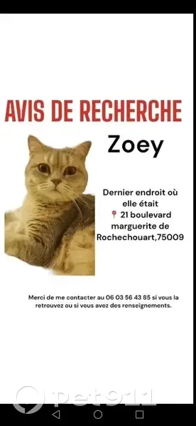 Chatte beige perdue à Paris - photo