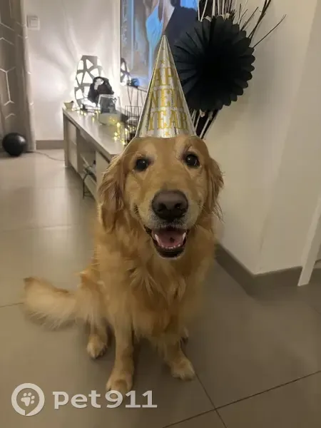 Alerte: Golden Retriever perdu - photo