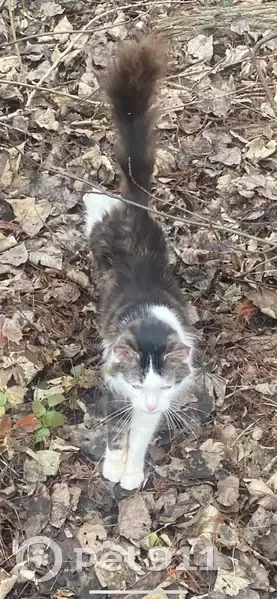 Chat amaigri trouvé à Longueau - photo