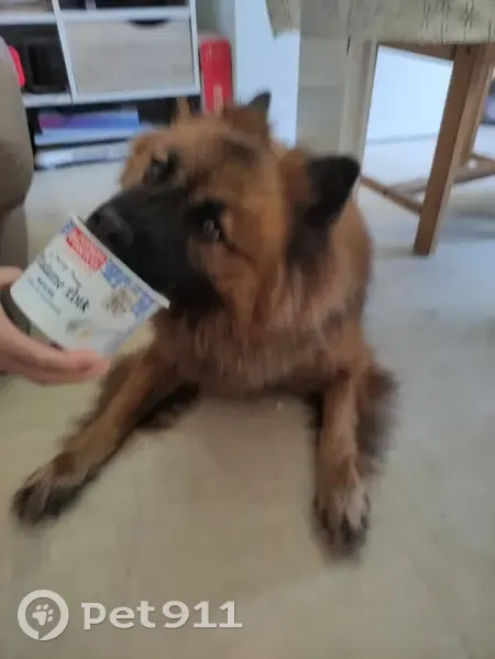 Chienne Nova perdue à Aubagne - photo
