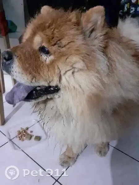 Chien roux trouvé à Lannoy - photo