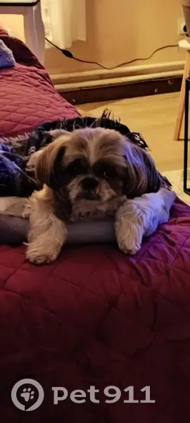 Shihtzu marron perdu à Ganac - photo
