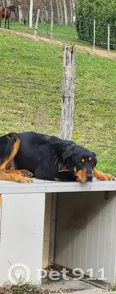 Alerte: Trio de chiens fugueurs - photo