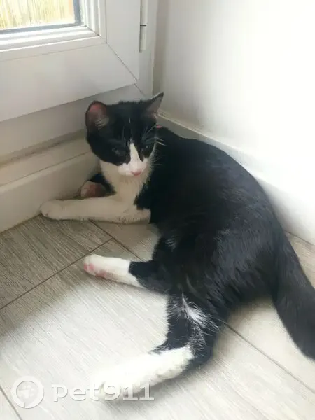 Chaton noir et blanc trouvé - photo
