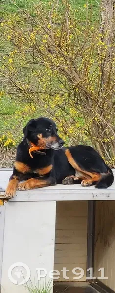 Chien perdu: Femelle âgée et douce - photo