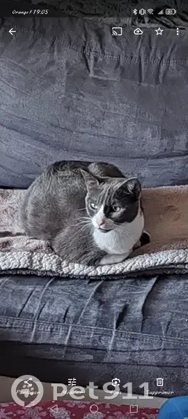 Chatte Stella perdue à La Rouvière - photo