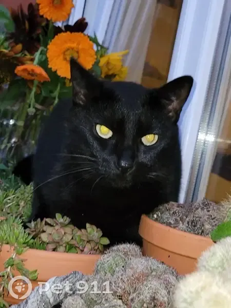 Chat noir perdu à Barfleur - photo
