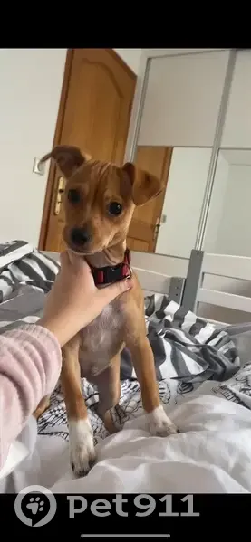 Alerte: Chiot marron perdu à Montgeron - photo