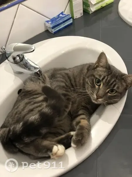 Chatte tigrée perdue à Aix - photo