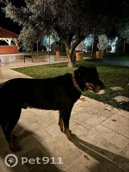 Chien perdu à Rougiers accueilli - photo