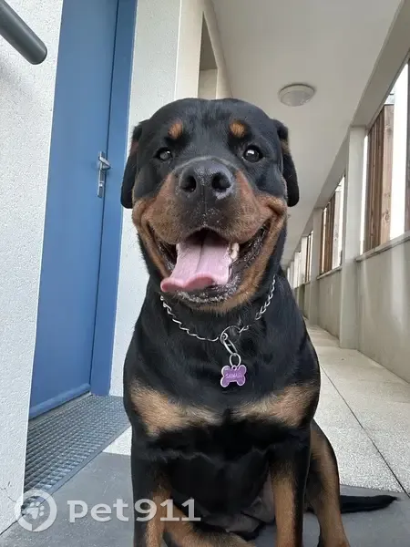 Chien Rottweiler Perdu - Colomiers - photo