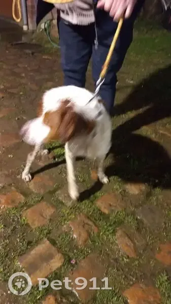 Chien épagneul perdu à Meurchin - photo