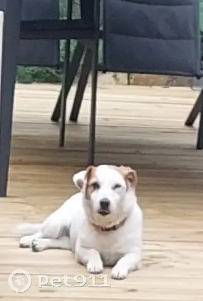 Jack Russell perdu à Bordeaux - photo