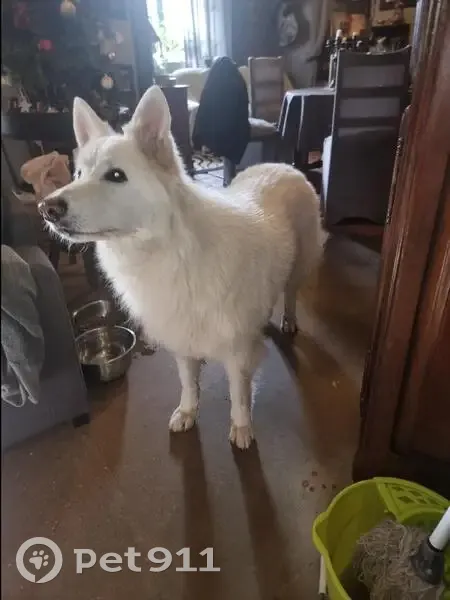 Berger Blanc Suisse Perdu - photo