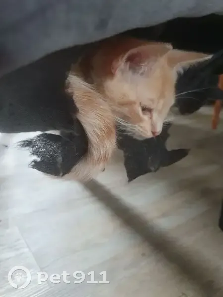 Chaton roux perdu à Hanvec - photo