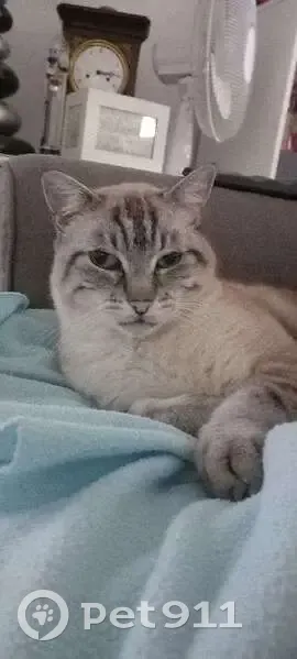 Chat gris/crème/blanc perdu - photo