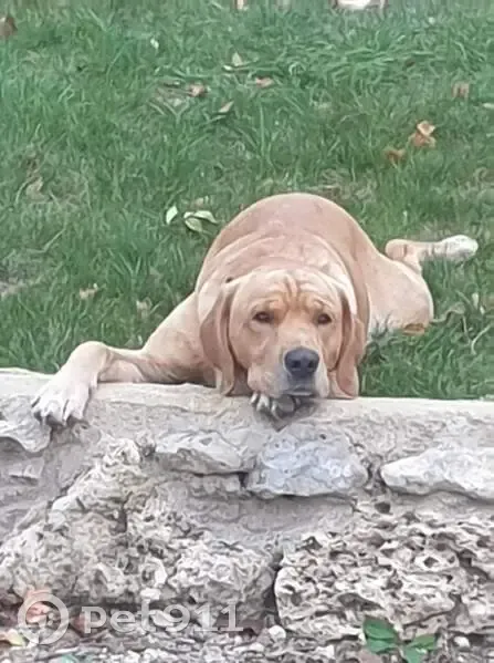 Chien perdu à Calignac - photo
