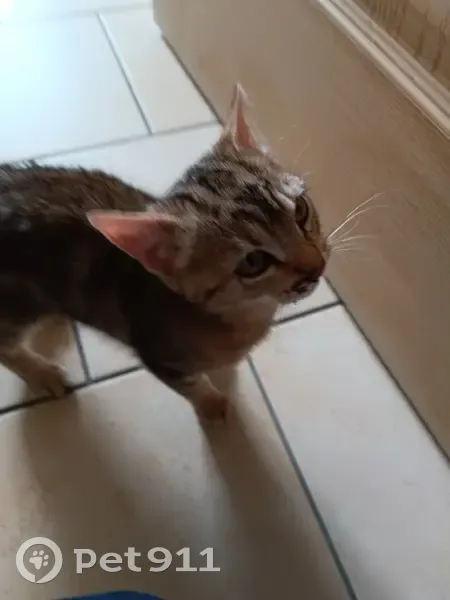 Chaton blessé trouvé à Tresson - photo
