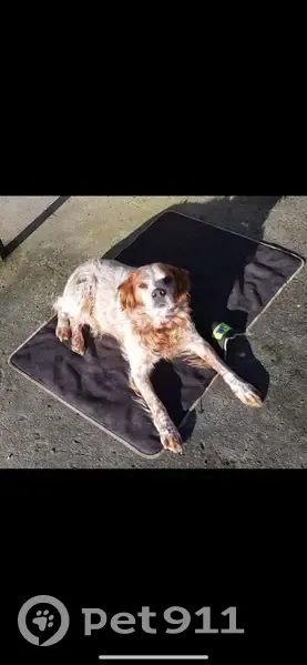 Chien Épagneul Breton perdu - photo