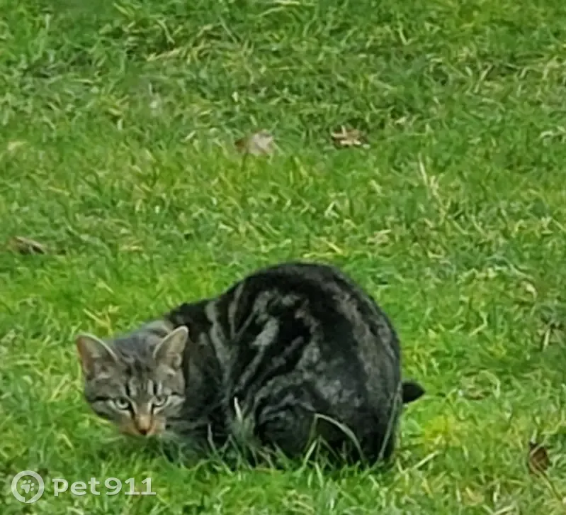 Chat tigré trouvé à Présilly - photo