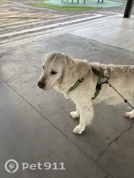Chien Golden femelle trouvé - photo