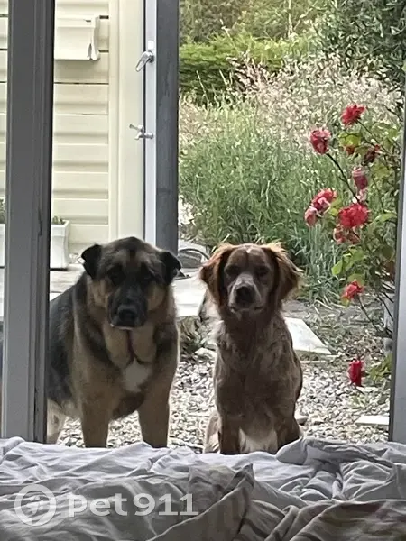 Avis: 2 Chiens Perdus à Bourgougnague - photo