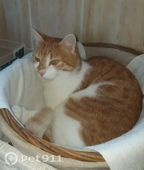 Chat blanc-roux perdu à Magny - photo