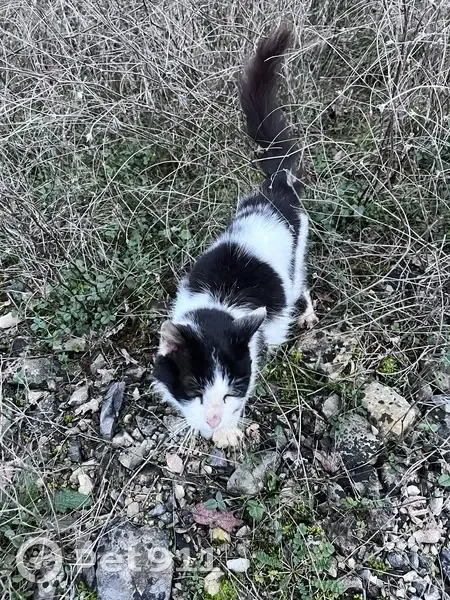 Chat noir/blanc sociable trouvé - photo