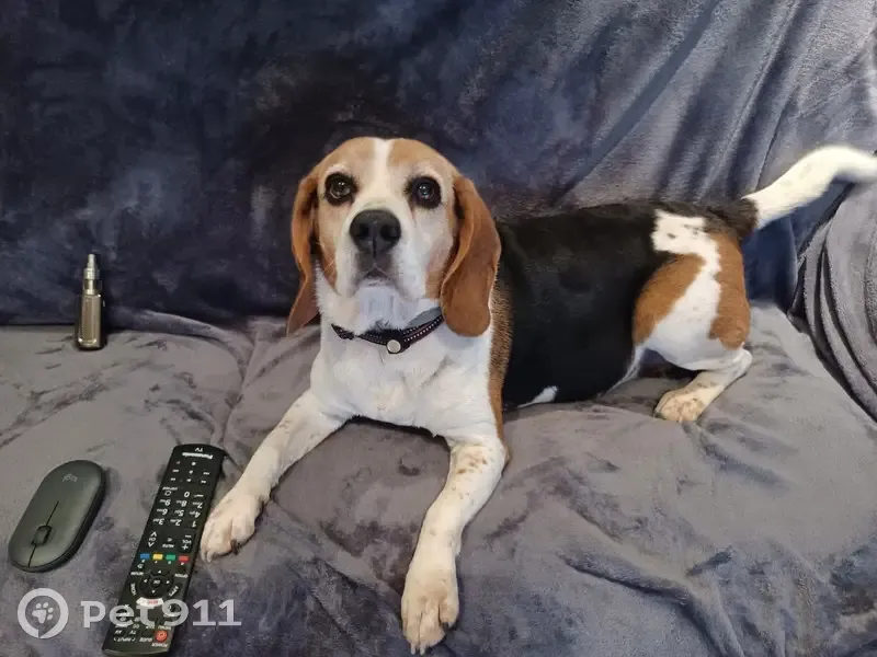 Saphi, Beagle perdue à Bruges - photo