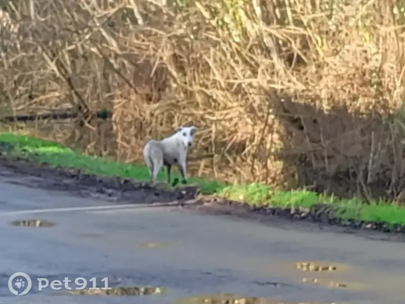 Chien doux trouvé près d'une ferme - photo