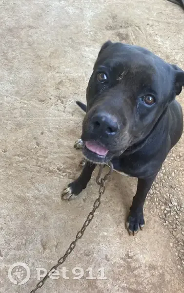 Chien Cane Corso Perdu à Cayenne - photo