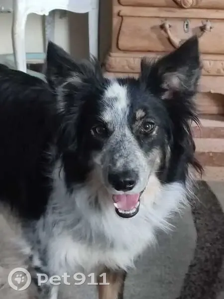Border Collie perdu, Auch - photo
