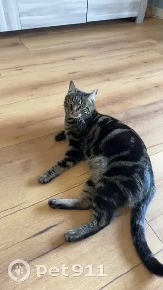 Tigrou, Chat Tigré Perdu - photo