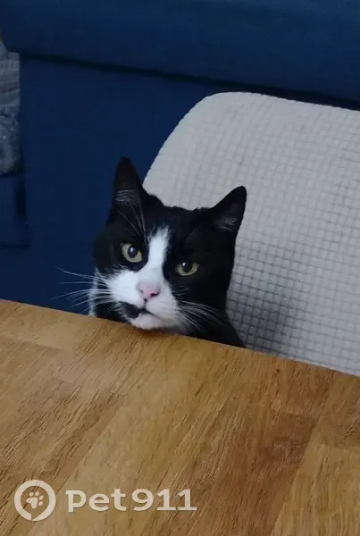 Chat noir et blanc perdu au Barp - photo