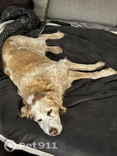 Chien beige croisé trouvé à Léognan - photo