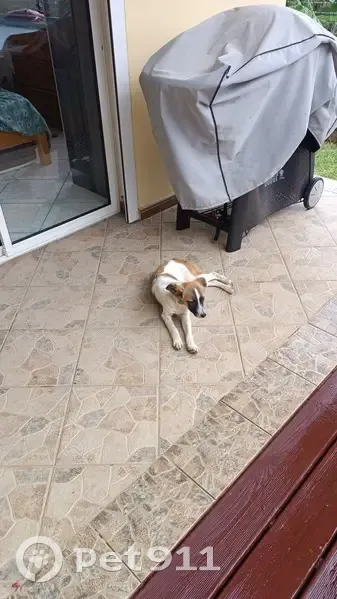 Chiot épagneul perdu cherche foyer - photo