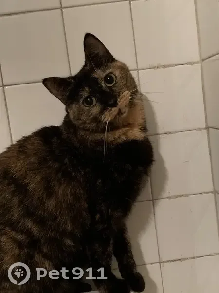 Perdu: Hermione, Chat Tacheté - photo