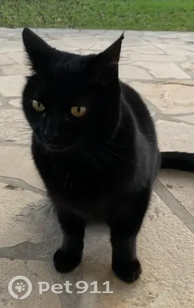 Chaton câlin trouvé à Anglet - photo