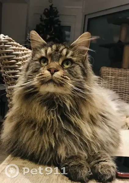 Avis de recherche: Chat tigré - photo