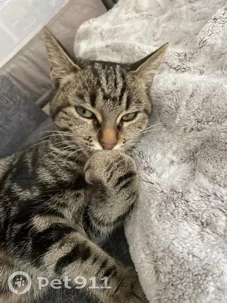 Chatte perdue à Capens, docile - photo