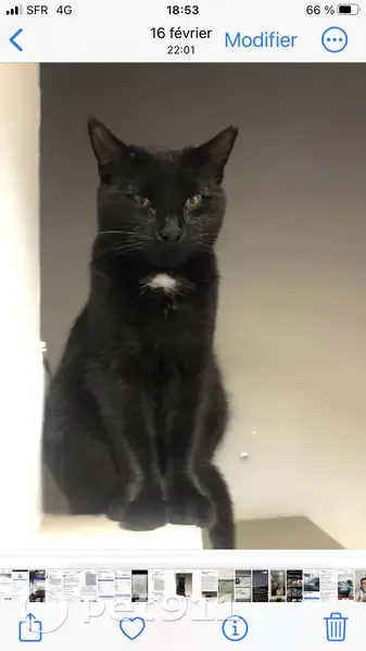 Chat perdu: Mâle castré, 3 ans - photo
