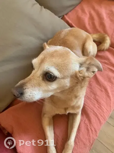 Alerte: Petit Pinscher Perdu à Nice - photo