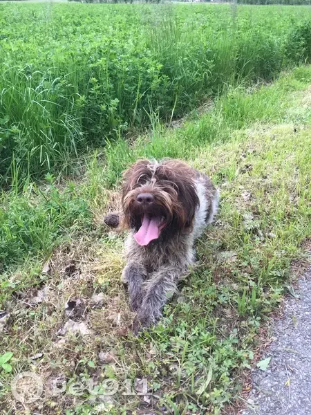 Avis: Leki, Griffon Perdu, Collier Jaune - photo