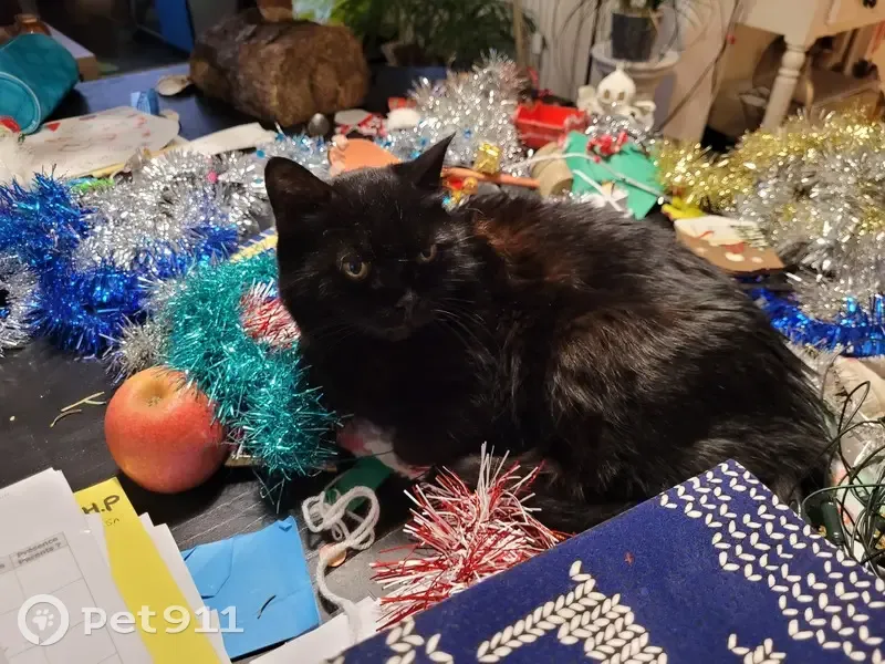 Minette, 16 ans, perdue à Abbeville - photo