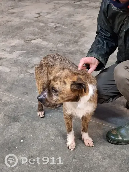 Petit chien croisé perdu à Fonsomme - photo